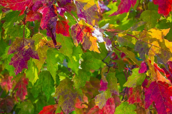 Bunte Hintergrund Von Herbst Ahornblättern Zweig Eines Baumes Mit Bunten — Stockfoto