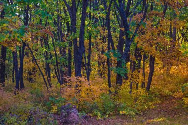 Sonbahar ormanında parlak, renkli yeşillikler. Sarı, yeşil, kırmızı ve turuncu gölgeler. Eylül Ekim. İnce ağaç gövdeleri, genç meşeler.