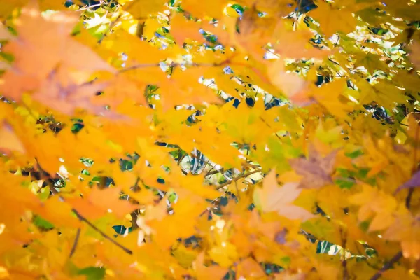 Herbst Hintergrund Park Wald Leuchtend Gelbes Laub Solarbeleuchtung Alles Verschwommen — Stockfoto