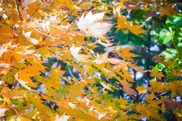 Gelbe Ahornblätter Park Herbstwald Strahlender Sonnenschein Die Hintergründe Sind Unklar — Stockfoto