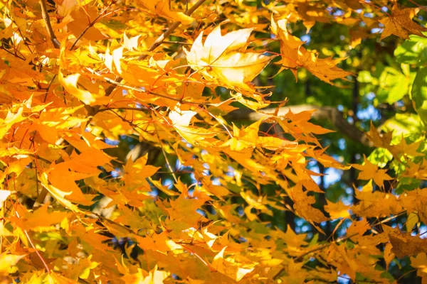 September Oktober Schöner Sonniger Tag Ein Ahornzweig Mit Leuchtend Gelben — Stockfoto