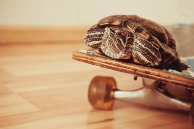 Kaykaydaki kaplumbağa, rahat hareket ediyor, hızı artıyor. Sıcak tonlama, arka plan bulanık.