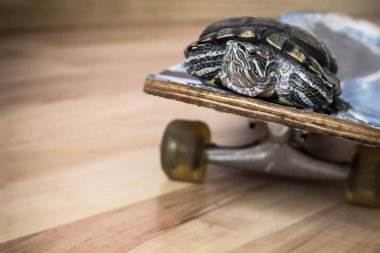 The turtle moves on a skateboard, on wheels. Passenger transportation. Copy space, the background is blurred. clipart