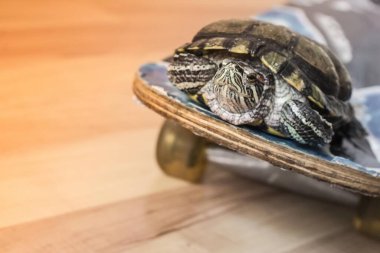 Memnun bir kaplumbağa kaykaya biner. Yolcu trafiği, seyahat, trafik, hız. Tonlama, arkaplan bulanık.