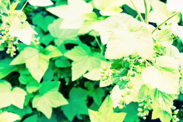 Bahçedeki Üzümlü Çalılıklarda Olgunlaşmamış Böğürtlenlerle Vitaminlerin Kaynağı Haziran Yazın Başı — Stok fotoğraf