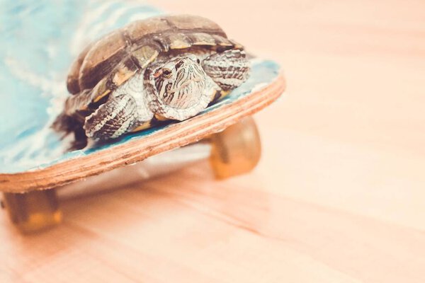 Пассажирские перевозки, передвижение, путешествие. Красивая черепаха на скейтборде. Тонирование, копирование
.