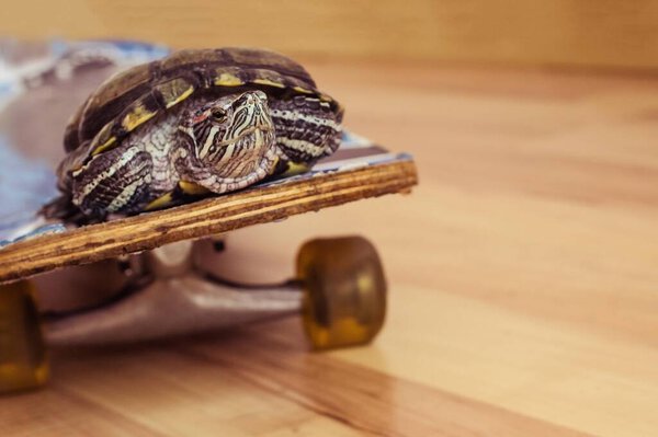 Черепаха катается на скейтборде. Увеличьте скорость движения. Фон размыт.
.