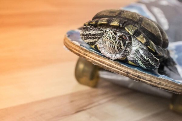 Довольная черепаха катается на скейтборде. Пассажирские перевозки, путешествия, движение, скорость. Тонирование, размытие фона
.