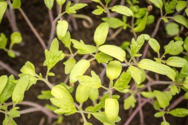 Sebze yetiştirme, tarım işi. Genç yeşil yapraklar, ince gövdeler. Seedlings, ilk atış. Kenarları bulanık..