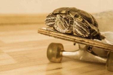 Yolcu taşımacılığı, hızlı yol, konfor. Kaykaylı kaplumbağa. Boğuk tonlar, boşluğu kopyala.