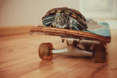 Kaykaydaki kaplumbağa, hız artışı, kurye. Sıcak tonlama, yer ayır.