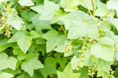 Yeşil yapraklar, bahçede üzümlü çalı. Yazın başında, güneşli bir gün. Uzak plan bulanık..