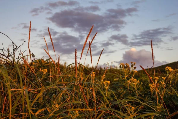 Grama Verde Flores Silvestres Espigas Milho Céu Nuvens Boa Noite — Fotografia de Stock