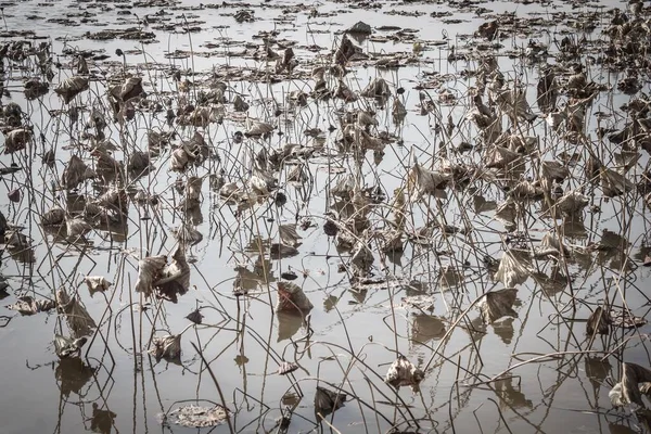 野生化 植物の死 水の表面の上に乾燥した茎と葉 生態系の問題 自然保護 マッフル トーン ヴィネット — ストック写真