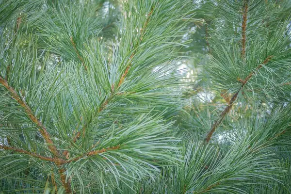 Зеленые Ветки Иглами Хвойный Лес Тайга Рождественская Елка Подготовка Празднику — стоковое фото