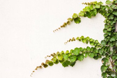 Açık bir yüzeyde yeşil sarmaşık. Beyaz duvar, eski sıva. Çiçek tasarımı. Boşluğu kopyala.