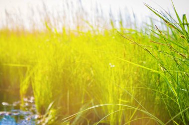 Taşra, göl kenarındaki yeşil çimenler. Kamp, sıcak mevsim. Sessizlik, sükunet. Parlak güneş ışığı, bulanık arkaplan.