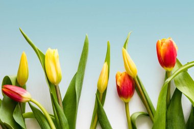 Hafif arka planda parlak laleler. Dekoratif çiçekçilik, çiçekçilik. Bahar, şenlik havası.