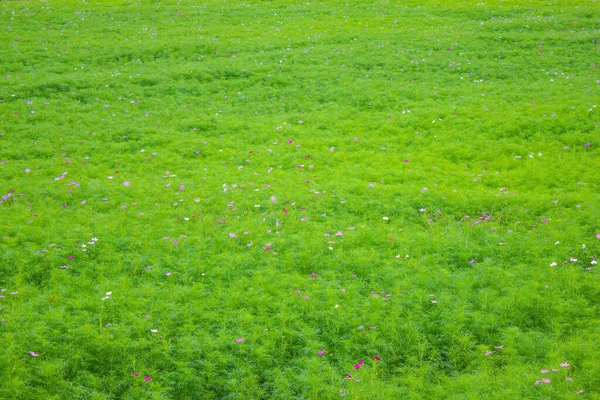 Césped Verde Exuberante Pequeñas Flores Silvestres Verano Temporada Alta Campo —  Fotos de Stock