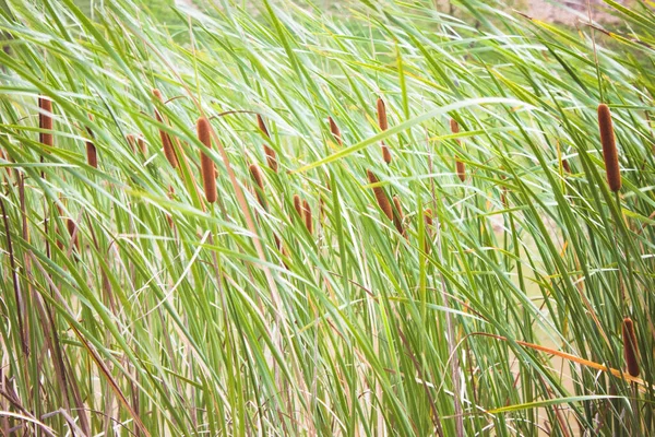 Reed Pântano Juncos Hastes Verdes Vento Lateral Fundo Natural Tons — Fotografia de Stock