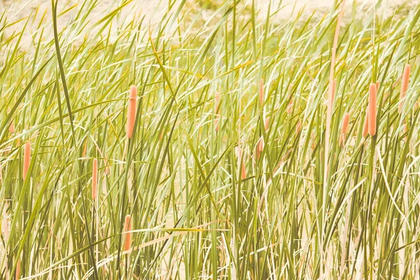 Naturalne Tło Trawa Zielone Pędy Lato Słoneczne Oświetlenie Ciepłe Tonowanie — Zdjęcie stockowe