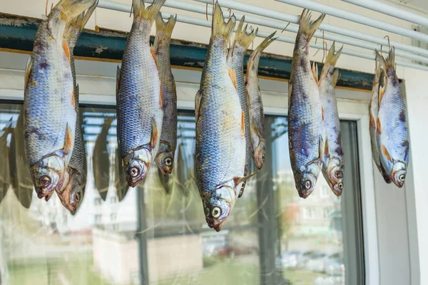 Karaluch Ryby Rzeczne Powieszone Suszarce Balkonowej Przekąska Piwo Bogaty Chwyt — Zdjęcie stockowe