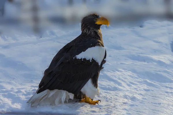 A large eagle with black and white plumage sits on the snow. Predatory yellow beak and paws. Daylight.