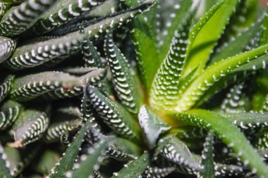 Dekoratif bitki, aloe, agave. Beyaz süslemeli kalın yeşil yapraklar. Arkaplan bulanık.