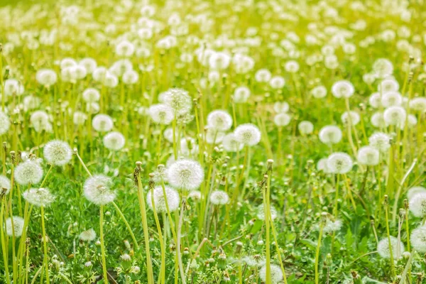 夏の高さ 明るい緑のフィールド 白いふわふわのタンポポ 広がりに休息 背景がぼけている — ストック写真