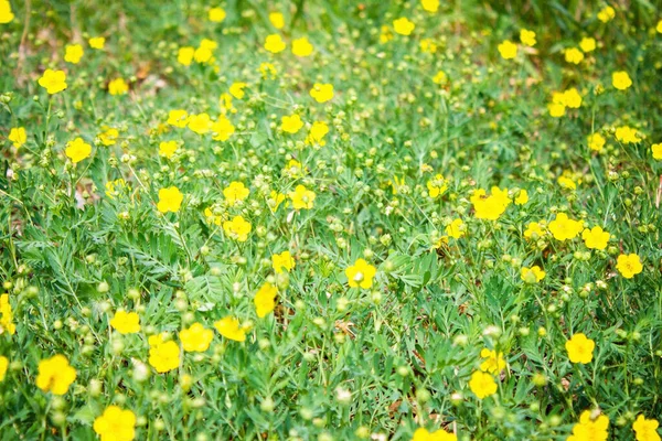 Brillo Verde Brillante Con Pequeñas Flores Amarillas Pleno Verano Calor —  Fotos de Stock