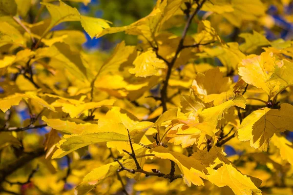 Ein Baum Mit Gelbem Herbstlaub Hintergrund Ein Strahlend Blauer Himmel — Stockfoto
