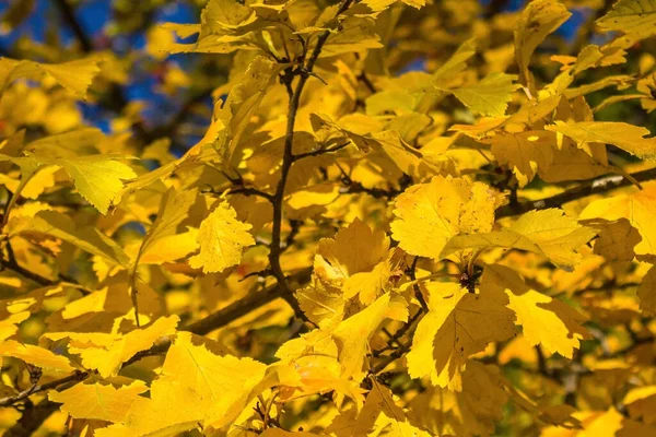 Herbstgelbe Blätter Recken Sich Gegen Den Himmel Ein Strahlend Sonniger — Stockfoto