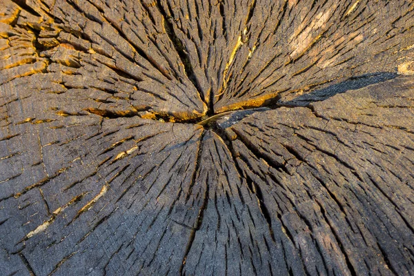 Cross-section of a tree, from the center there are natural cracks. Brown shades, evening lighting.