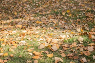 Sonbahar arkaplanı, zemin düşen yapraklarla kaplıdır. Yumuşak güneş ışığı, gölge. Uzak plan bulanık..