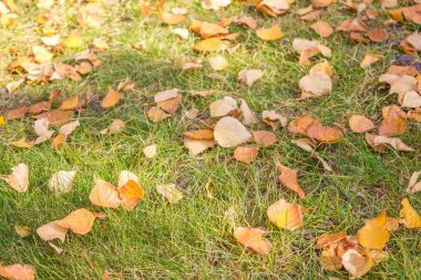 Yeşil çimlerin üzerindeki sarı yapraklar. Eylülün ilk günleri, sonbaharın ilk günleri. Uzak plan bulanık..
