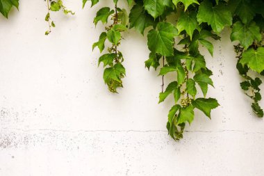 Beyaz bir kır evi duvarı, eski bir sıva. Üzerinde yeşil yapraklar, uzun saplar, sarmaşık var. Çatlakların yüzeyinde çipler var. Asimetri, soyutlama, kopyalama alanı.