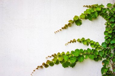 Beyaz arka planda dekoratif bitki. Küçük yeşil yapraklar, uzun saplar. Eski bir sıva. Vignetleme.