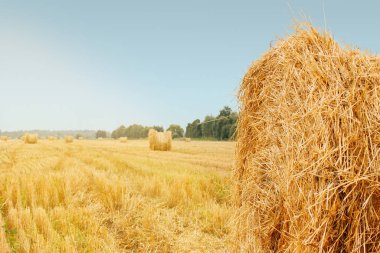 Haymaking, kırsal strada, çiftçilik. Kuru ot, ön planda saman. Uzakta biçilmiş bir tarla, saman balyaları var. Kır manzarası.