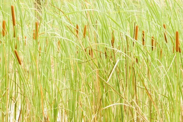 Fenland Groen Gras Riet Natuurlijke Tonen Daglicht — Stockfoto