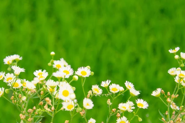 Petites Fleurs Blanches Sur Fond Vert Juteux Été Prairie Étendue — Photo