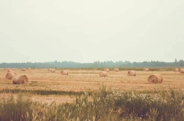 Campo Segado Prado Pacas Retorcidas Heno Muy Lejos Hay Bosque —  Fotos de Stock