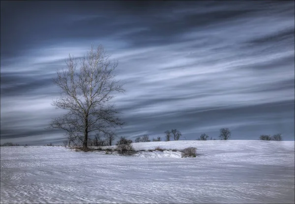 Un arbre isolé au cœur de l'hiver . — Photo