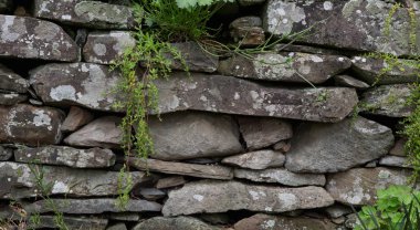 Yeşil hayat bir taş duvara büyüyen