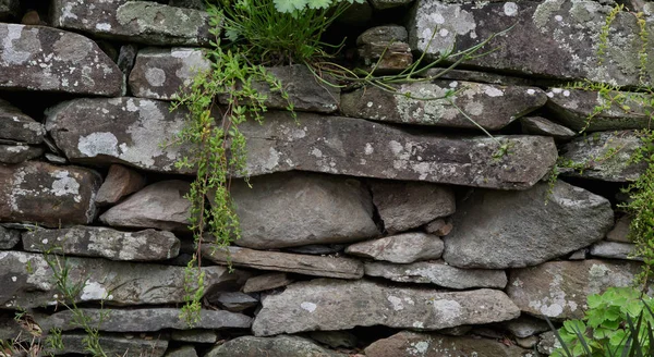 Yeşil hayat bir taş duvara büyüyen