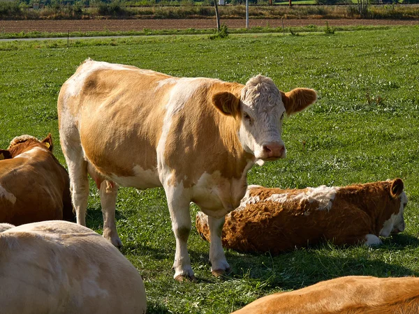 Op een groen veld weide grazende koeien — Stockfoto