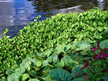Güzel klasik tasarım Bahçe balık pond nilüfer ile