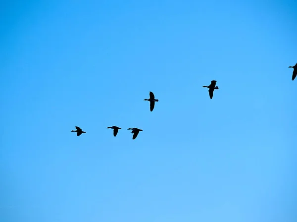 Bird flock of snow Canadian geese flying — Stock Photo, Image