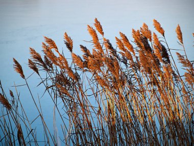 Su içinde belgili tanımlık geçmiş ile ortak reed rush bitkiler