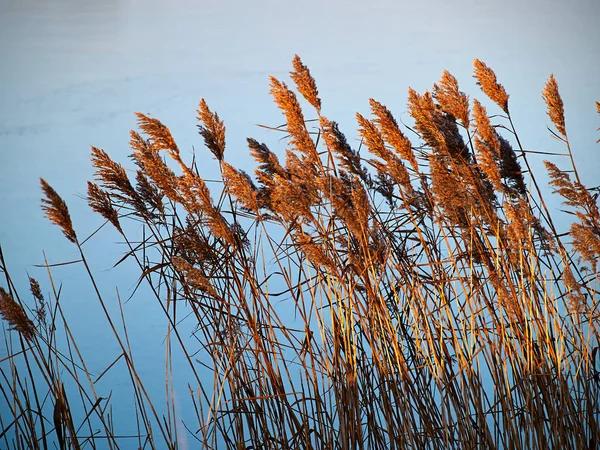 Piante di giunco canne comuni con acqua sullo sfondo — Foto Stock