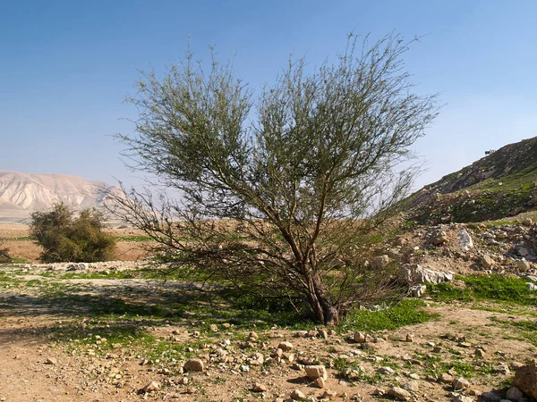 Typical tree in peruvian desert — Stock Photo, Image